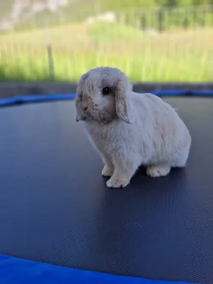 Kleine Kaninchen (Mini Lop)
