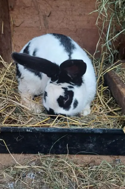 Verkaufe Fleischhasen