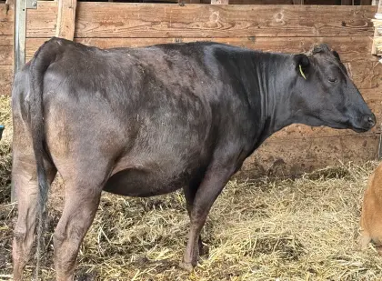 1 reinrassige, belegte Wagyu-Kalbinnnen, Bio