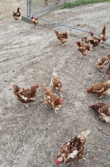 Legehennen abzugeben
