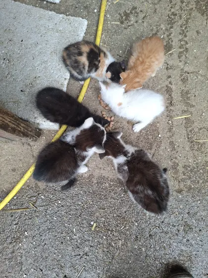 Babykatzen abzugeben