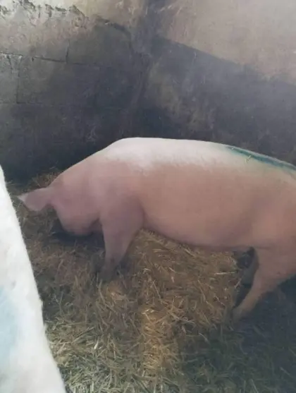 Landschwein Jungsauen