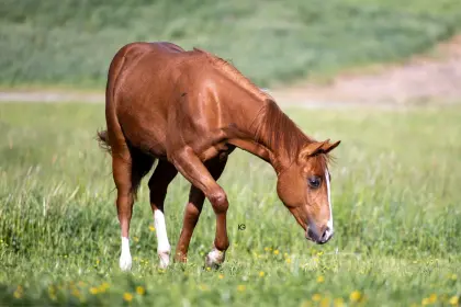 Quarter Horse Jährling zu verkaufen