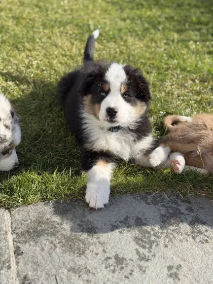 Australian Shepherd Welpe, Rüde
