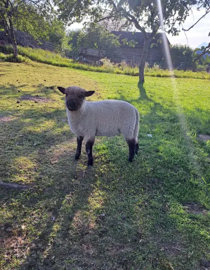 Shropshire Bocklamm