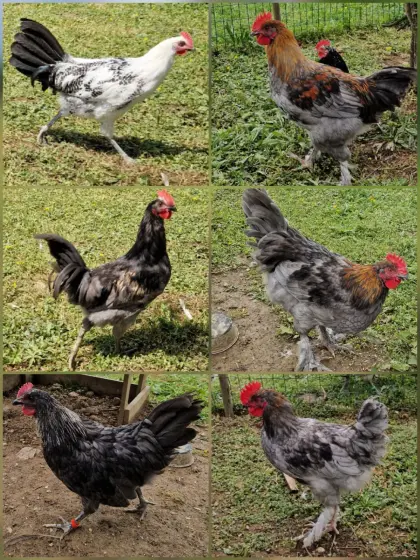 Junghähne, Silverudds Blå, Buntleger, Marans, Olivleger