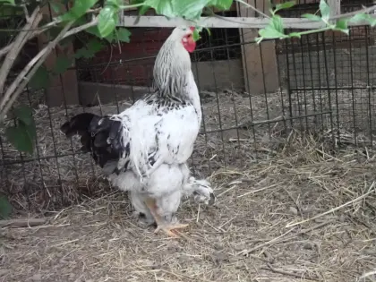 Brahma für Hobby