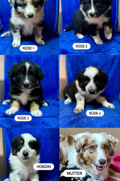 Border Aussie Welpen