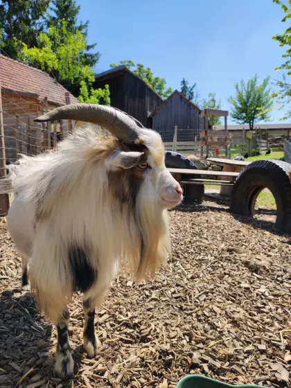 Mini-Zwergziegenbock "Sammy"