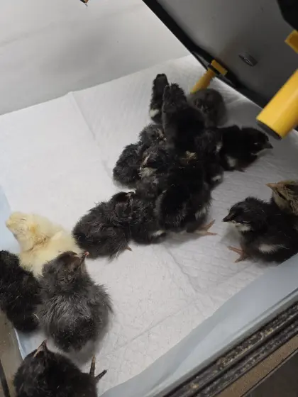 Marans- und Olivlegerküken