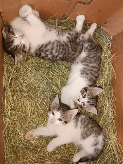 Kleine Katzen