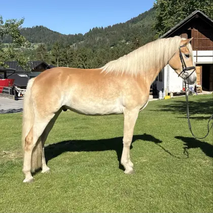 Haflinger Wallach NILSON