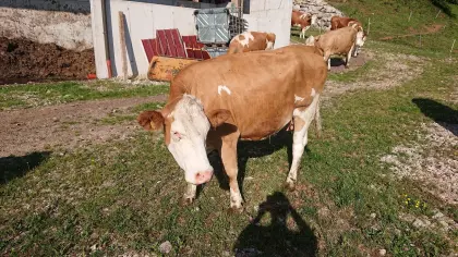 Bio-Fleckviehkuh
