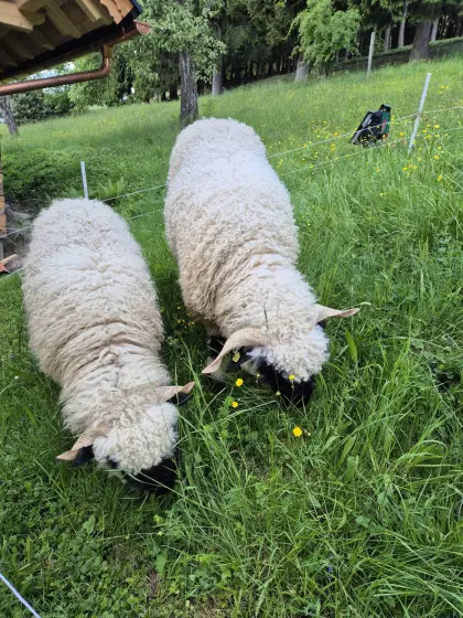 Verkaufe 2 Auen Walliser Schwarznasenschafe