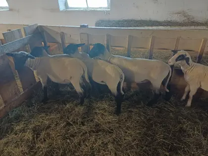 Suffolk Lämmer