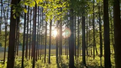 Suche Wald, Waldgrundstück Nähe 8.200 Gleisdorf