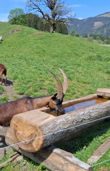 Suche Aosta-Ziege