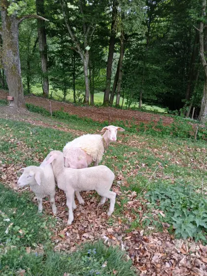 Schafe zu verkaufen