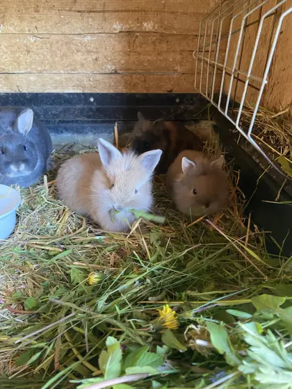 Liebe Löwenkopfzwergkaninchen