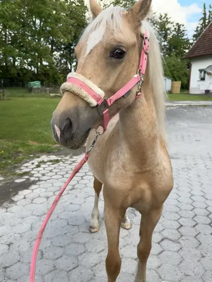 Welsh Cob D Stute