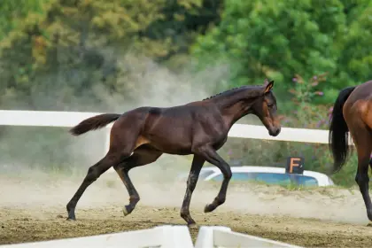 Stutfohlen von Dream Royal