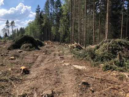 Wald gesucht