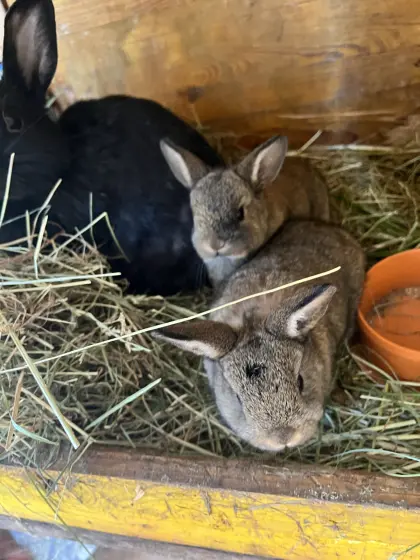 Zwergkaninchen