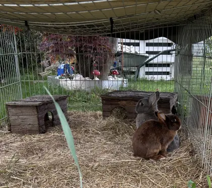 Zwergkaninchen, 2 Stk.