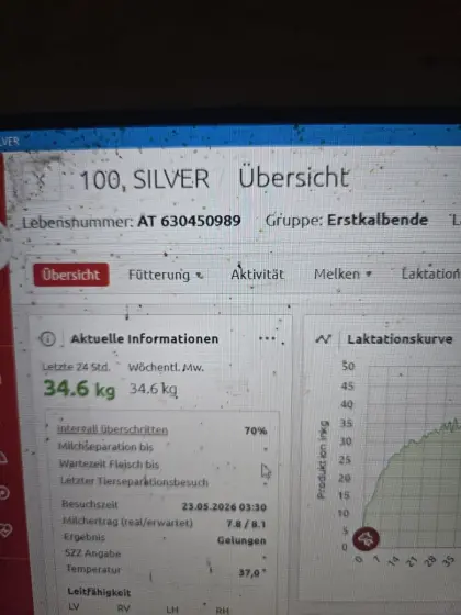 Jungkühe