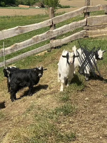 Mini-Zwergziegen