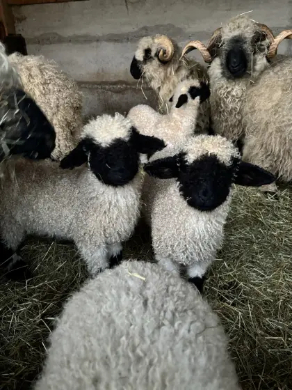 Walliser Bocklämmer und Bock