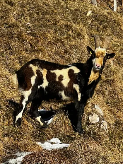 Tauernschecken-Bock mit super Abstammung und HB
