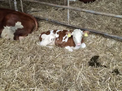 Bio-Stierkalb