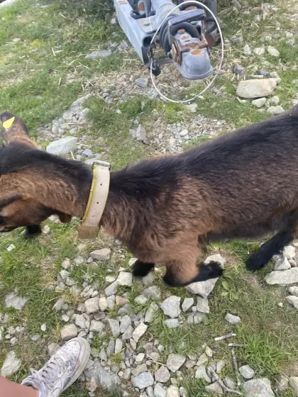 Ziegenbockkitz