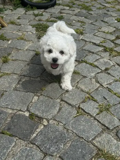 Bichon Frisé Welpen