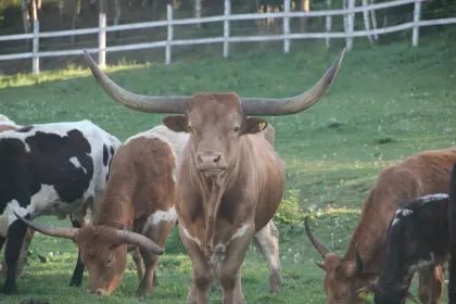 Texas Longhorn Rinder