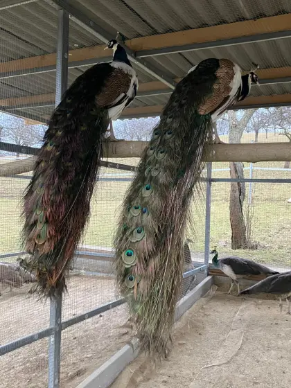 Pfau verkaufen