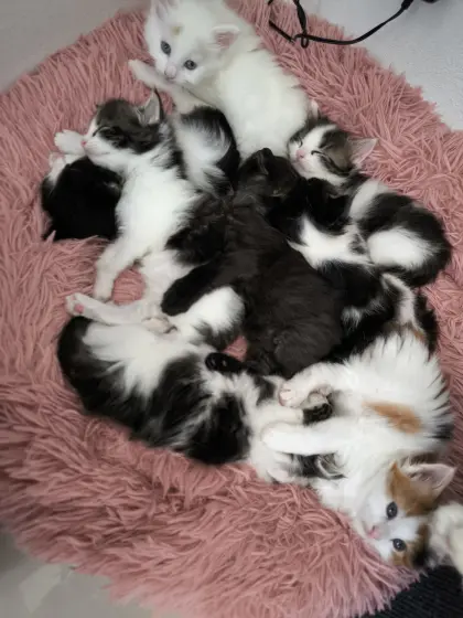 Wunderschöne Maine-Coon-Mix-Babys