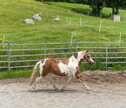 Ponystute