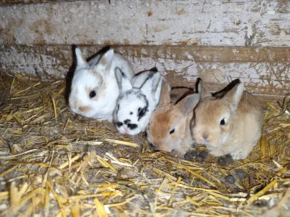 Kaninchen in verschiedenen Farbschlägen