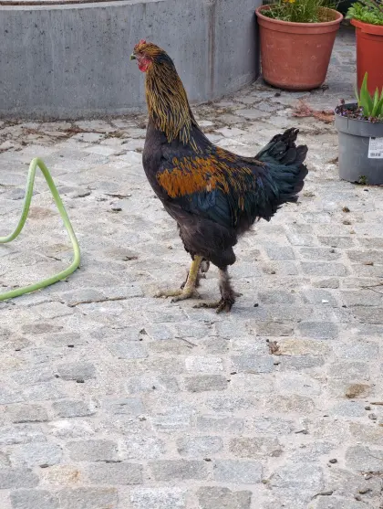 Brahma Mix