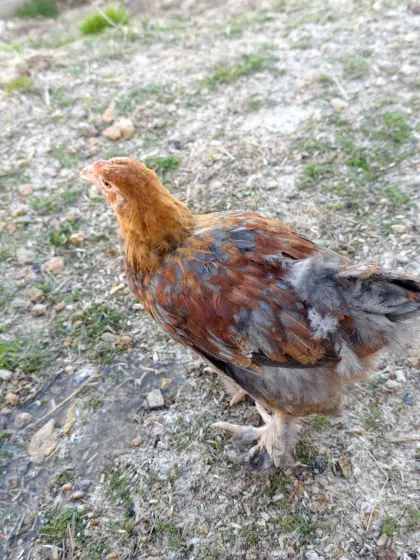 Brahma-Hahn