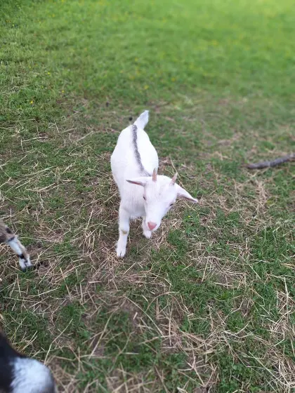 Verkaufe meine Mini-Zwergziegen