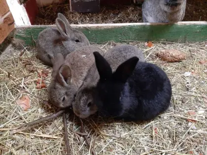 Hasen-Mix