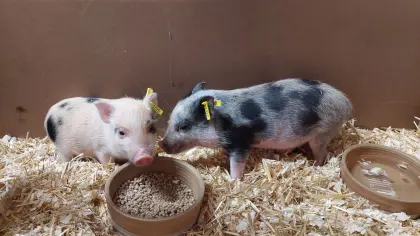 Mini-Schweine, Mini Pig, Zwergschein, Minipig, Minischwein