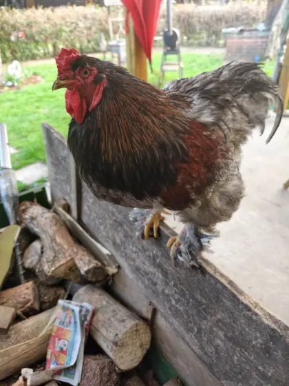 Brahma-Hahn