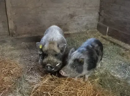 Minischwein-Eber
