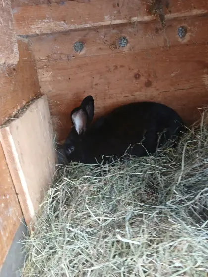 Hasenweibchen