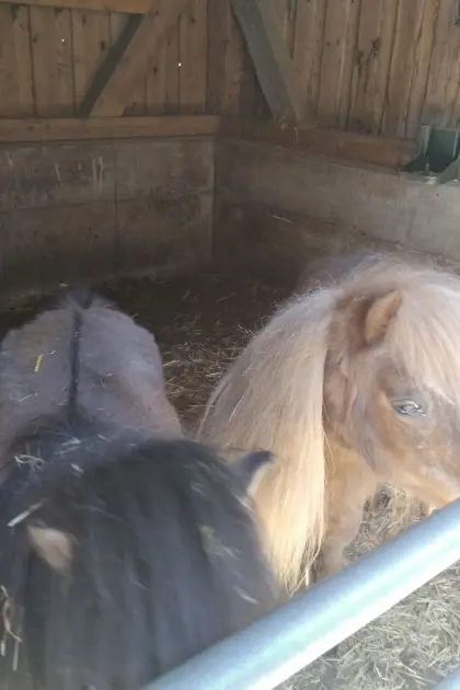 Ponys