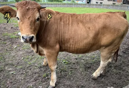 Verkaufe Murbodner Kalbin